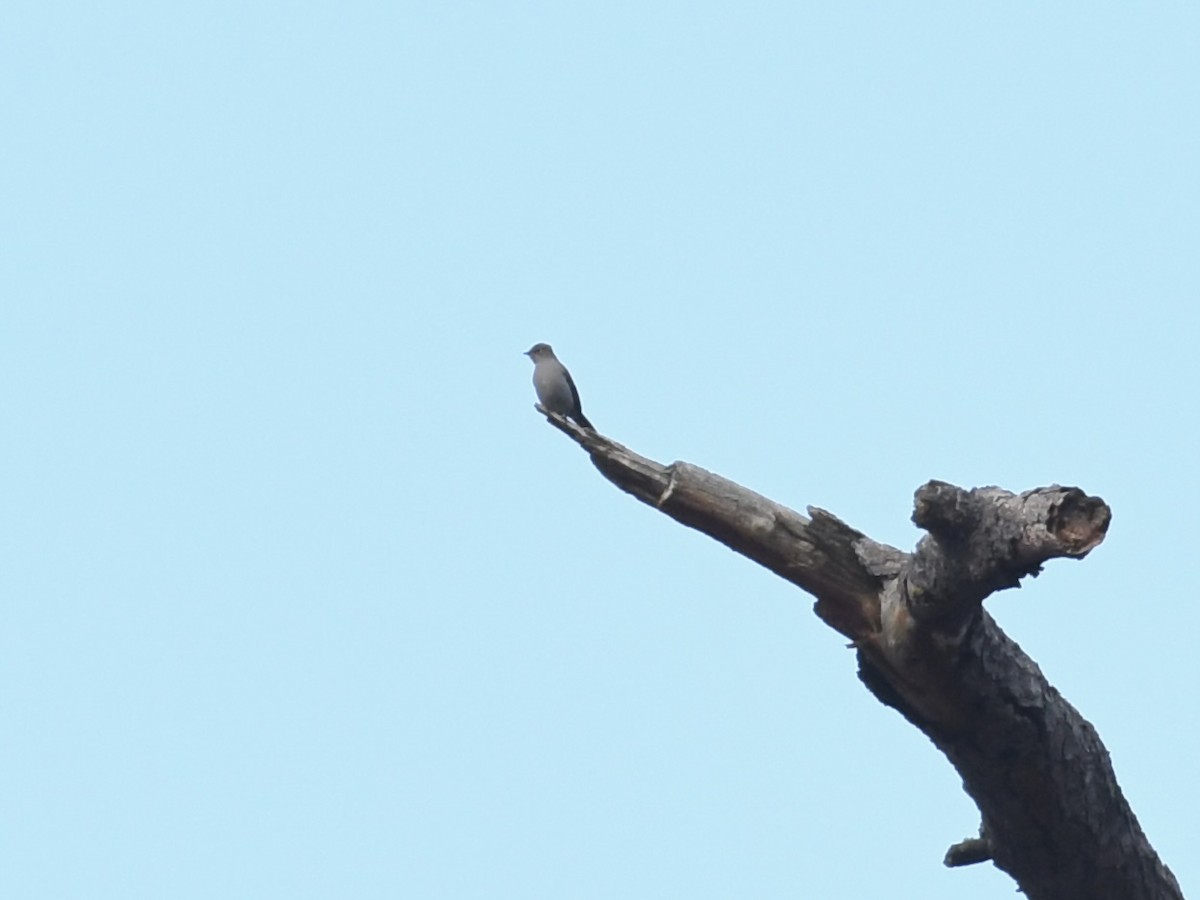 Townsend's Solitaire - ML647108653