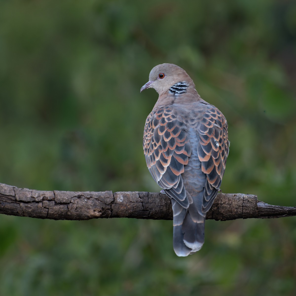 Oriental Turtle-Dove - ML647108654