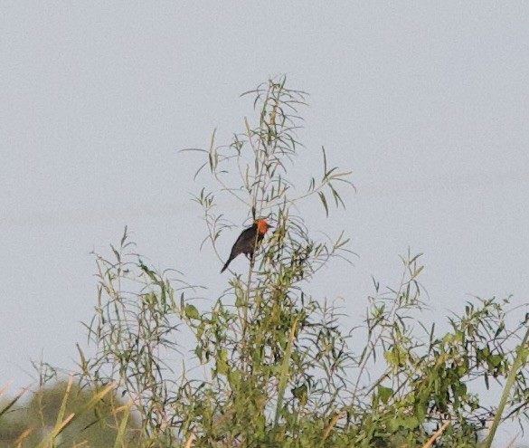 Scarlet-headed Blackbird - ML647108655