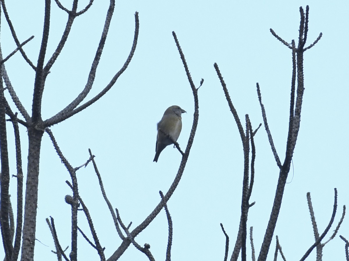 Red Crossbill - ML647108660