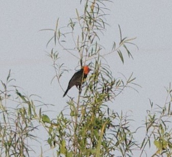 Scarlet-headed Blackbird - ML647108661