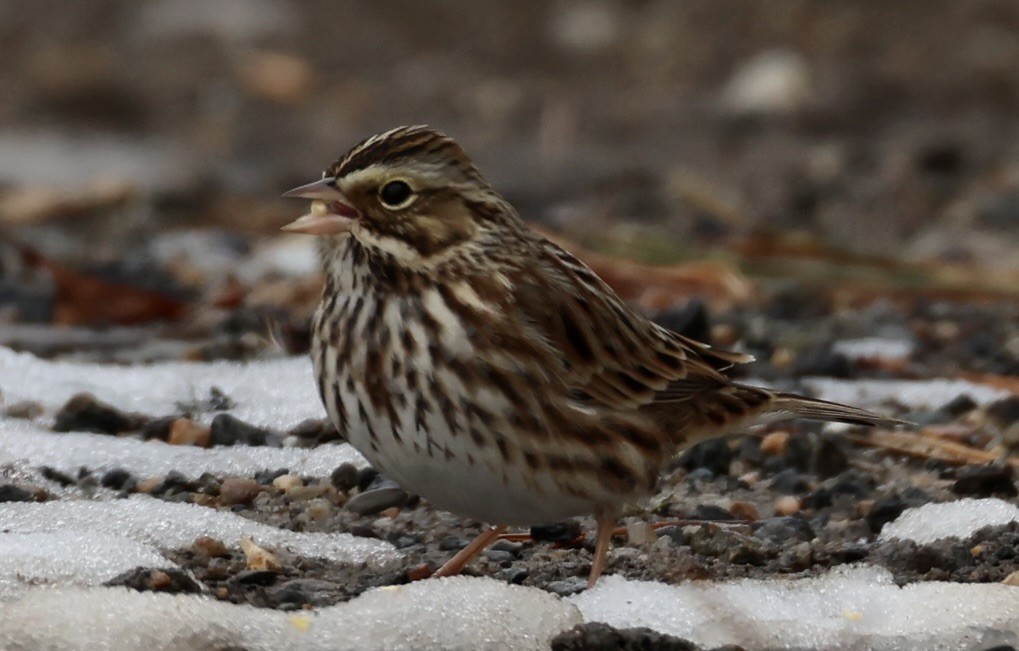 Savannah Sparrow - ML647108662