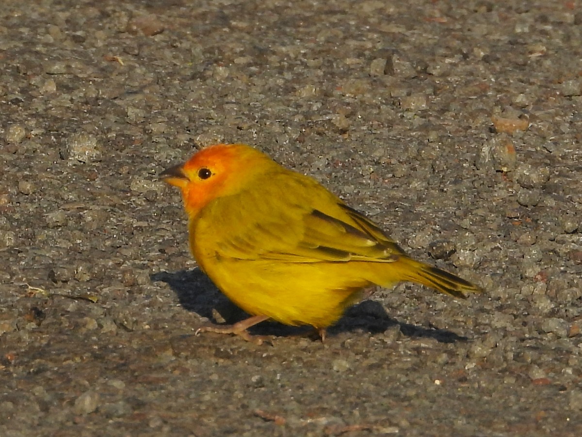 Saffron Finch - ML647108663