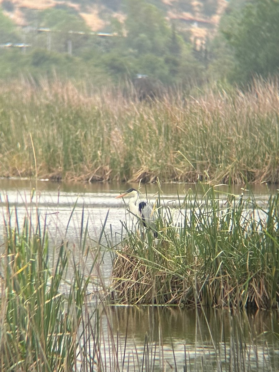 Cocoi Heron - ML647108664