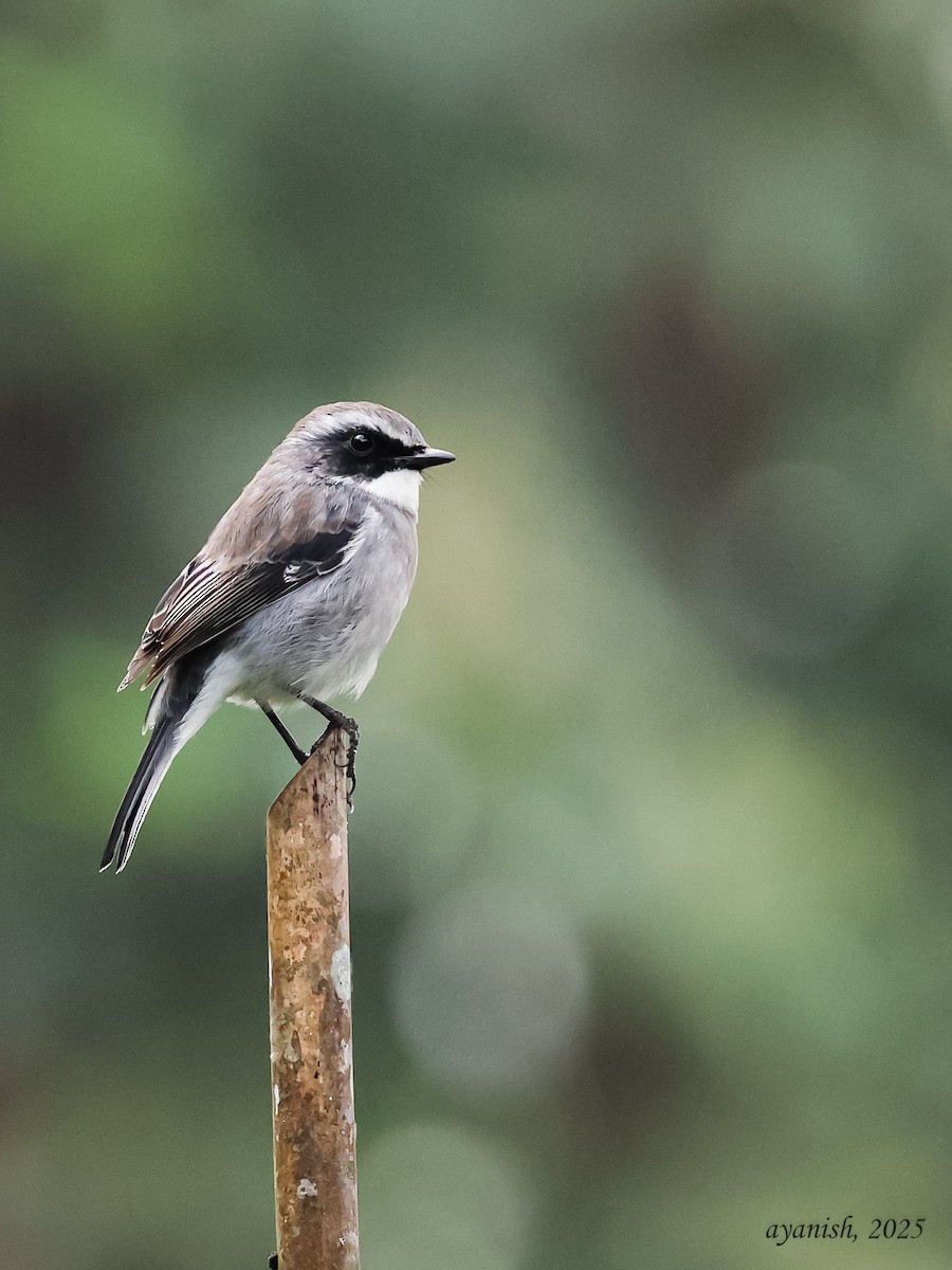 ヤマザキヒタキ - ML647108667