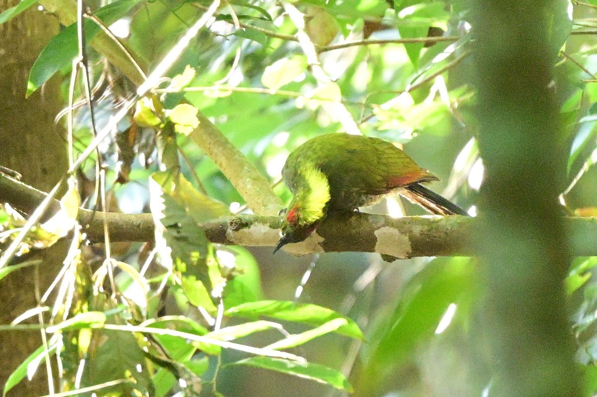 Lesser Yellownape - ML647108671