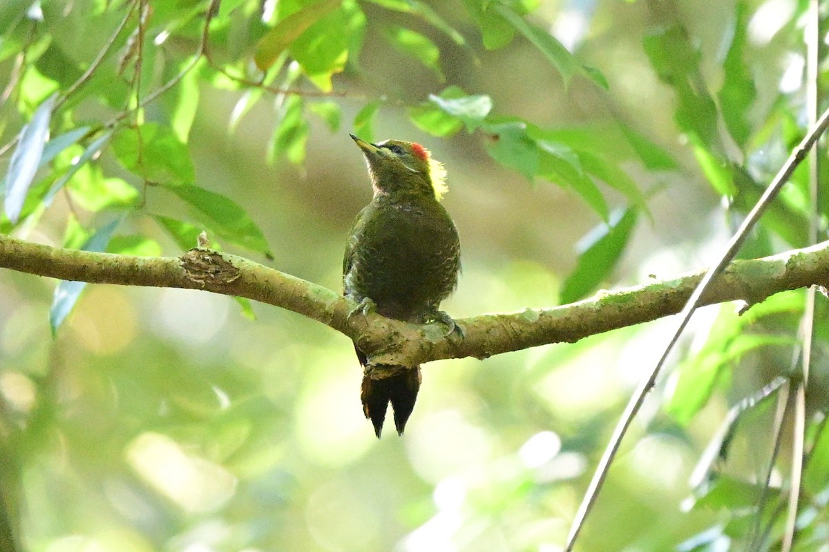 Lesser Yellownape - ML647108672