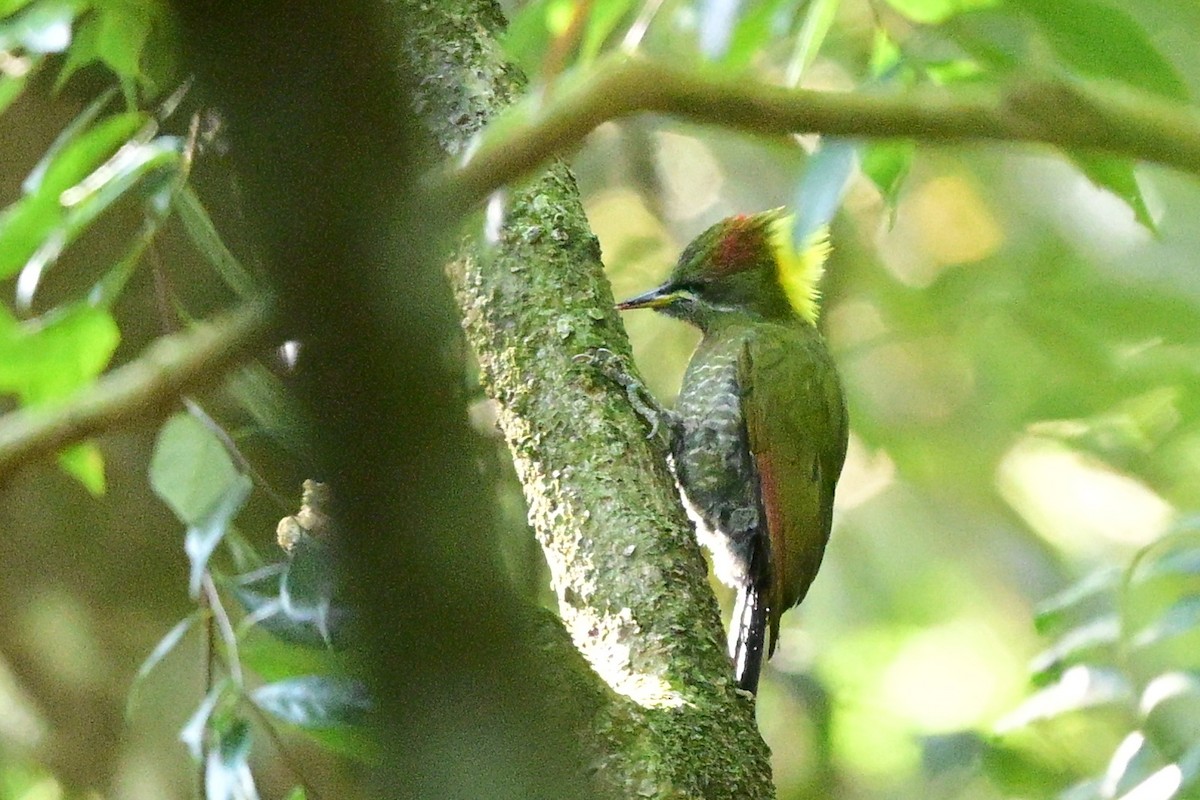 Lesser Yellownape - ML647108673