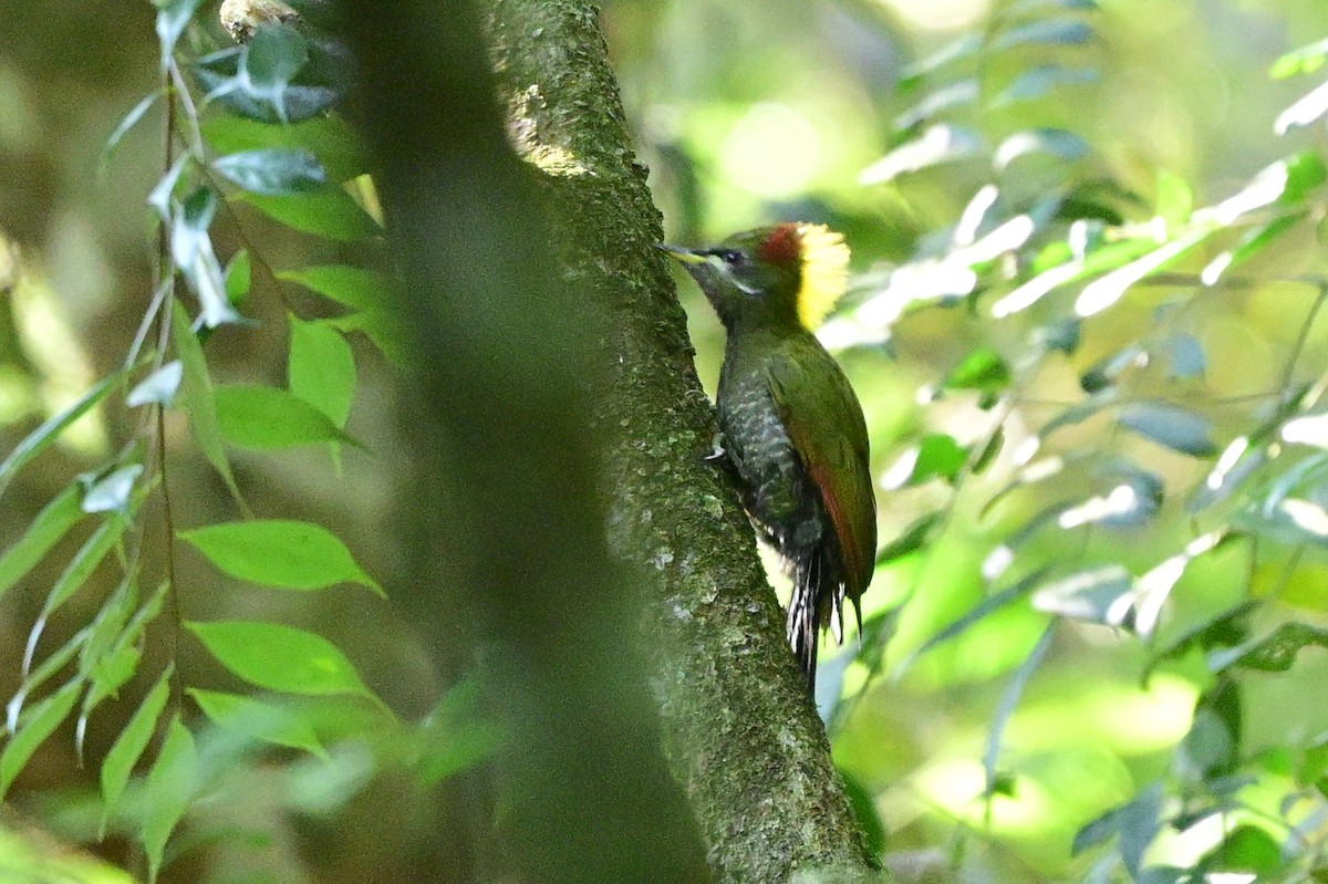 Lesser Yellownape - ML647108674