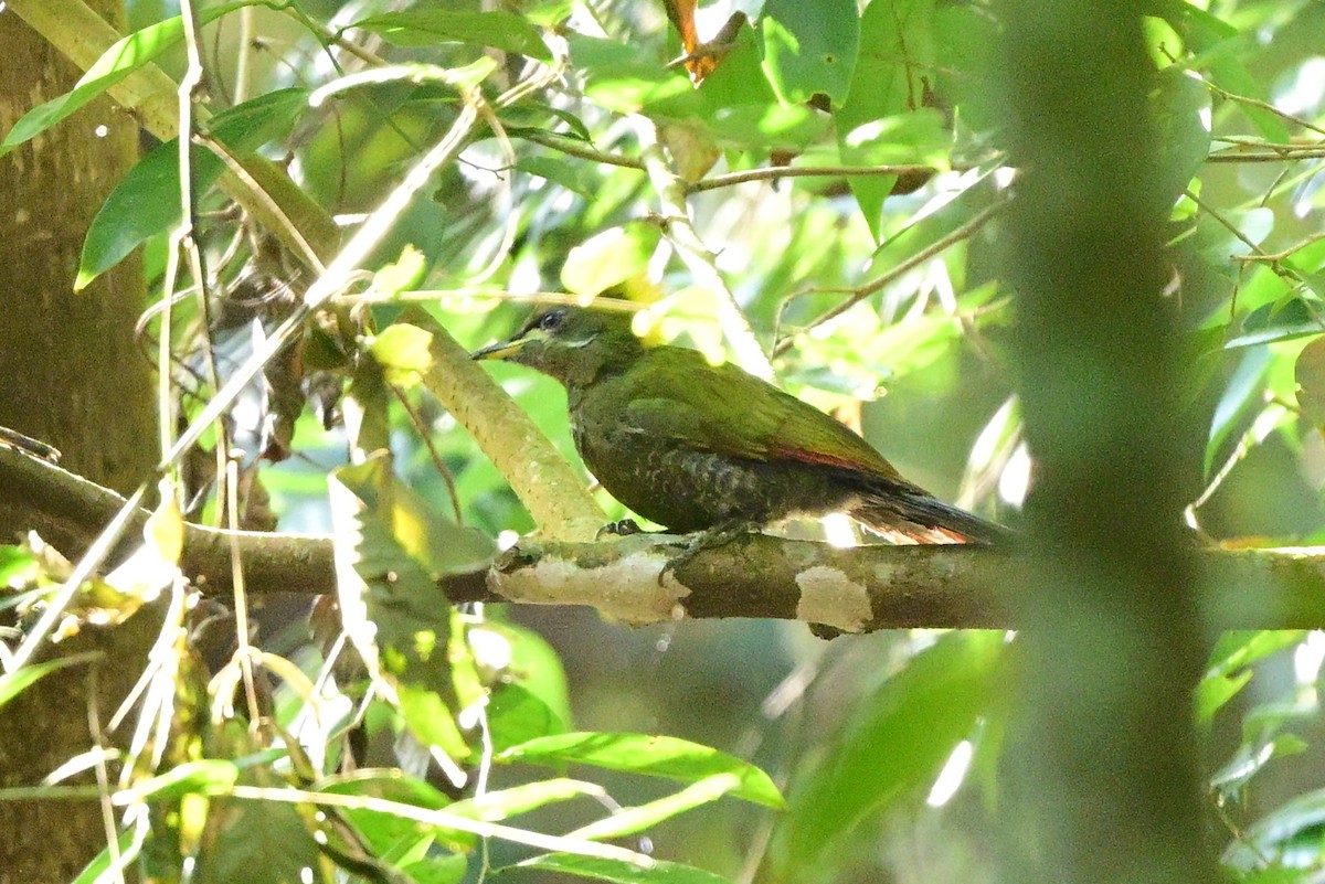 Lesser Yellownape - ML647108675