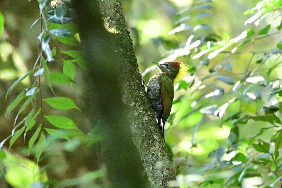 Lesser Yellownape - ML647108676