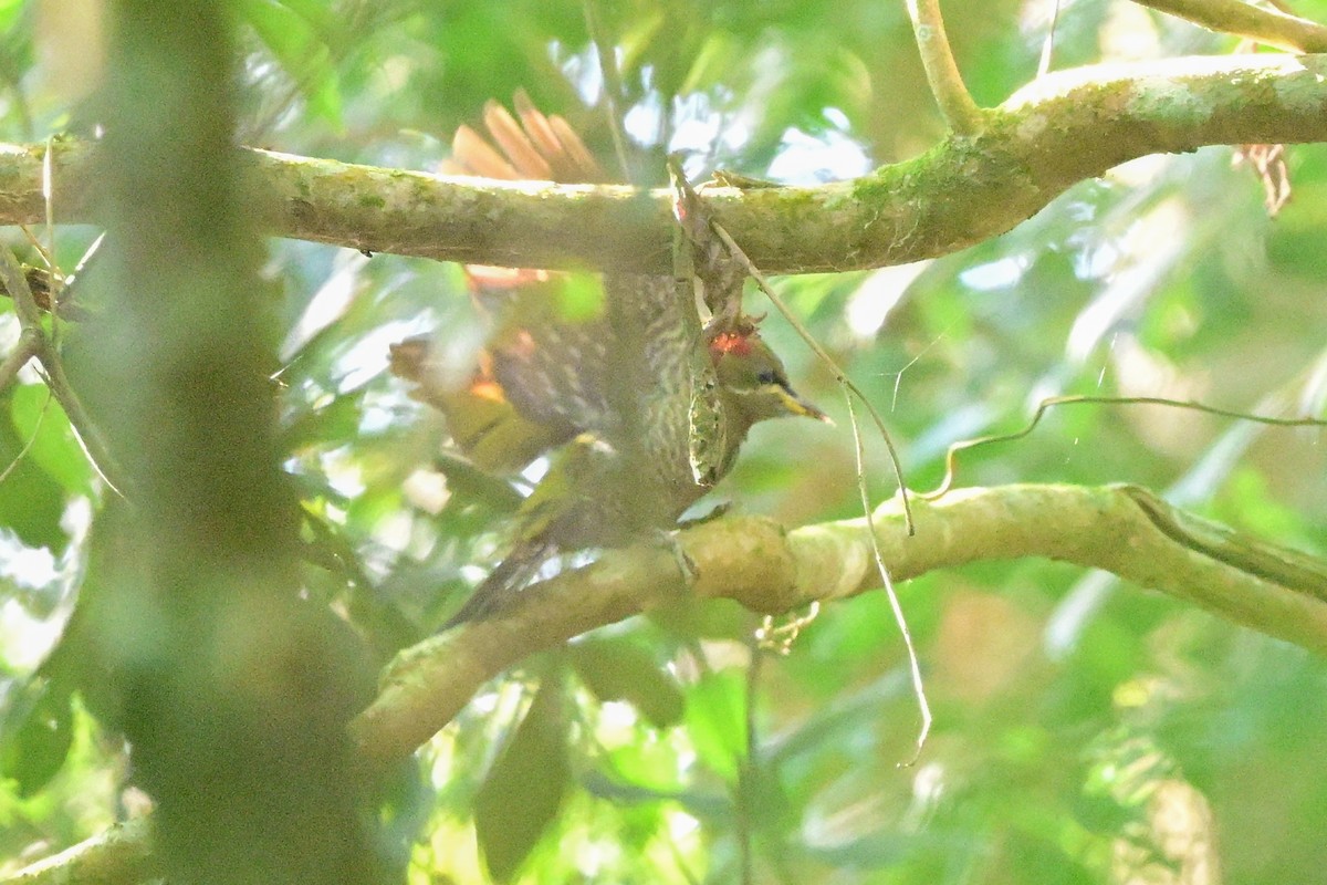 Lesser Yellownape - ML647108677