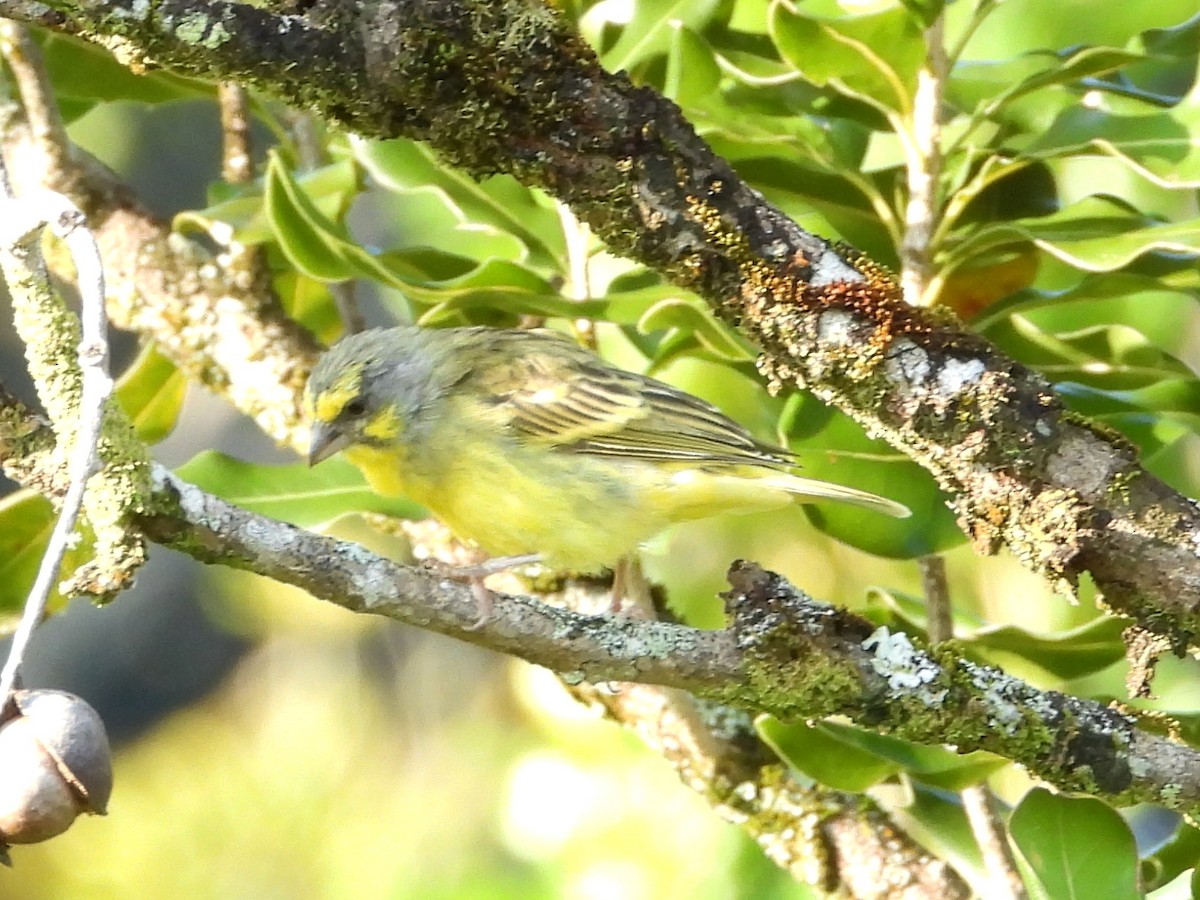 Kara Bıyıklı Sarı İskete - ML647108679