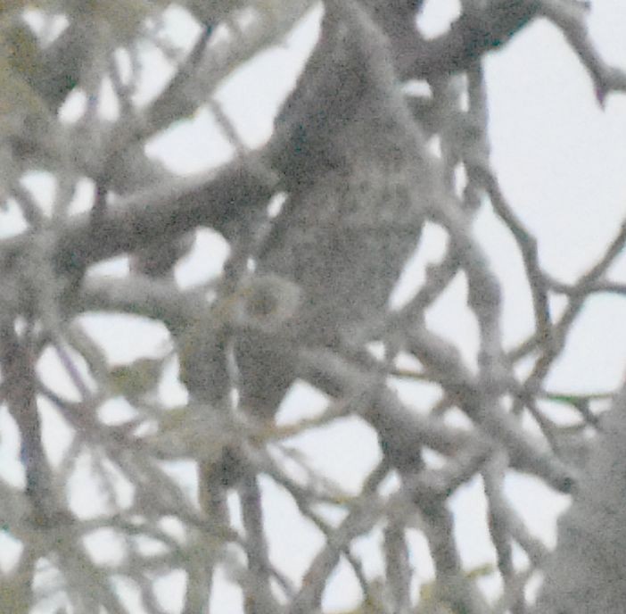 Song Thrush - ML647108680