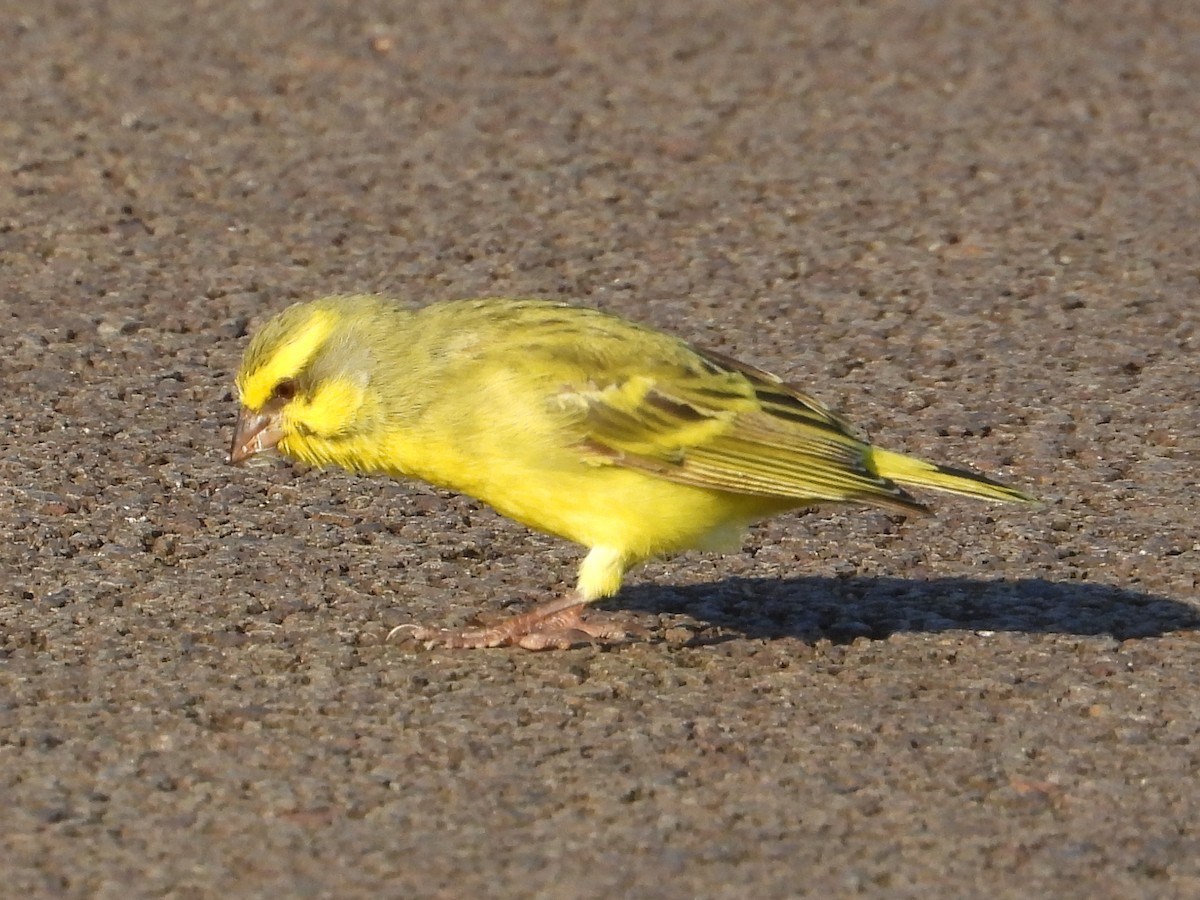 Kara Bıyıklı Sarı İskete - ML647108690