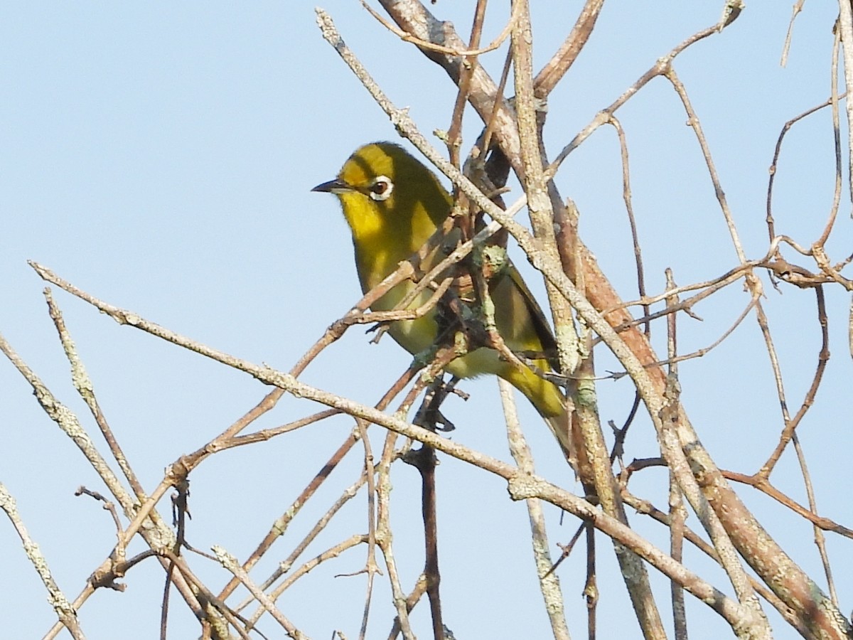 Warbling White-eye - ML647108697