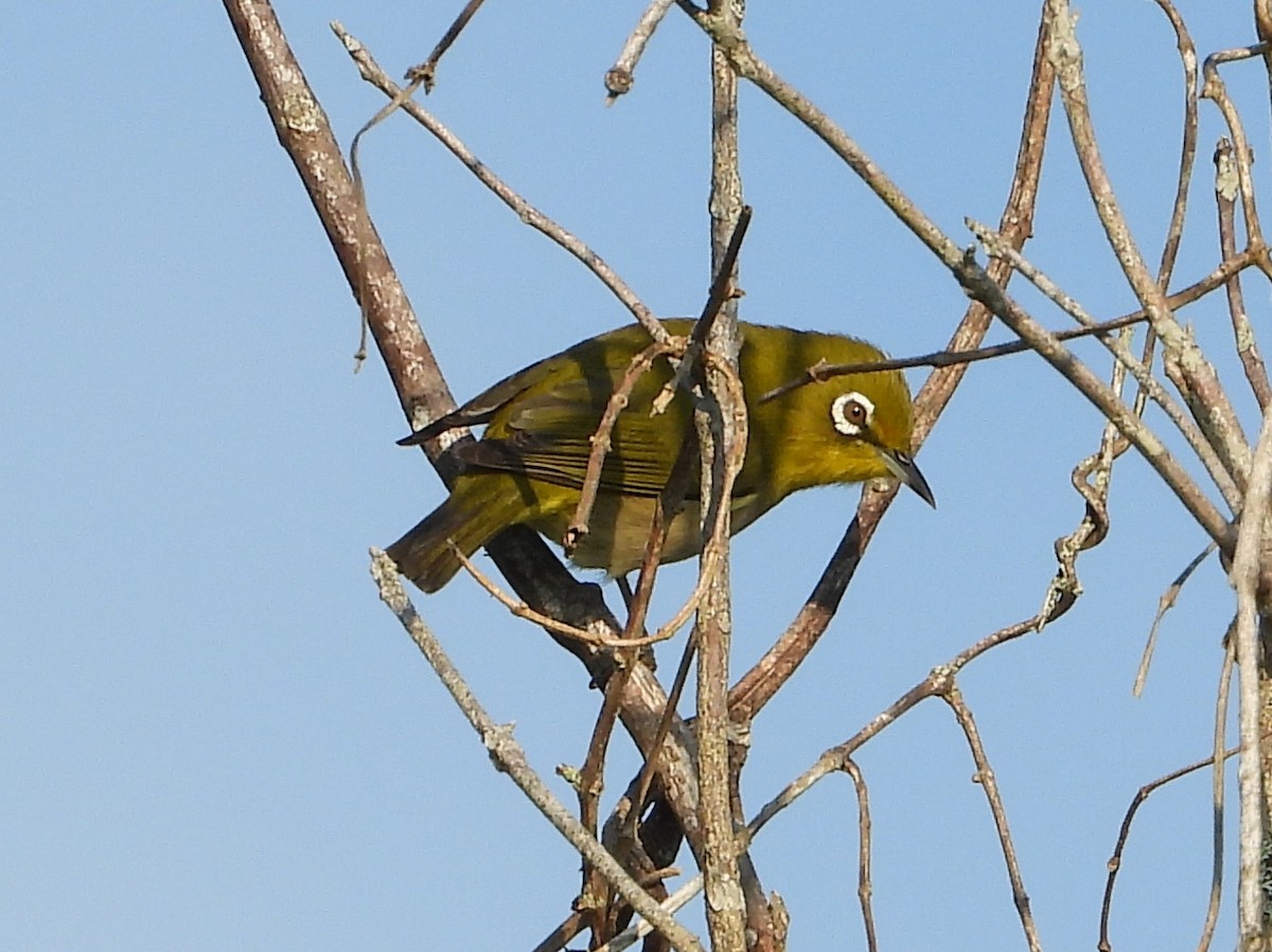 Warbling White-eye - ML647108701