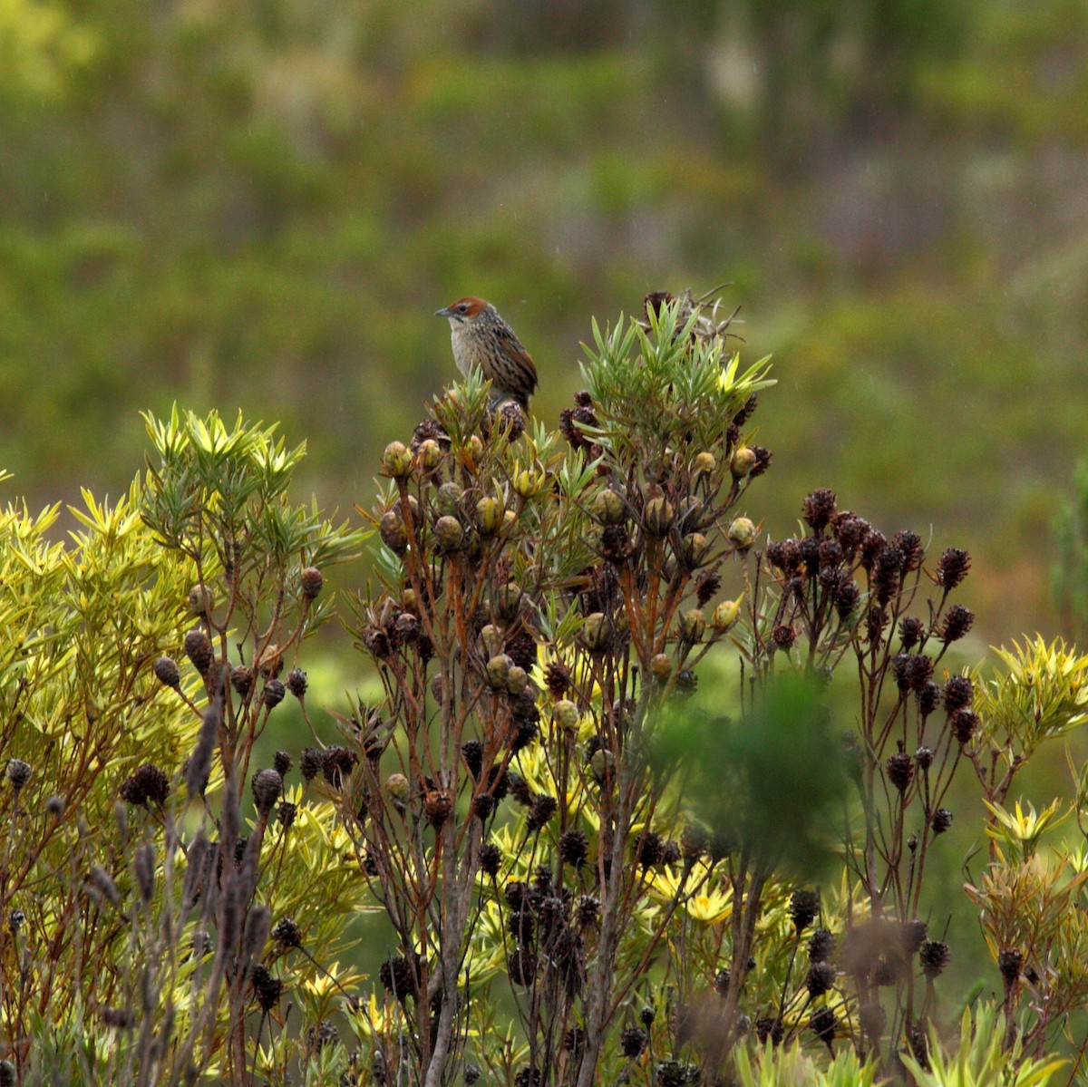Cape Grassbird - ML647108712