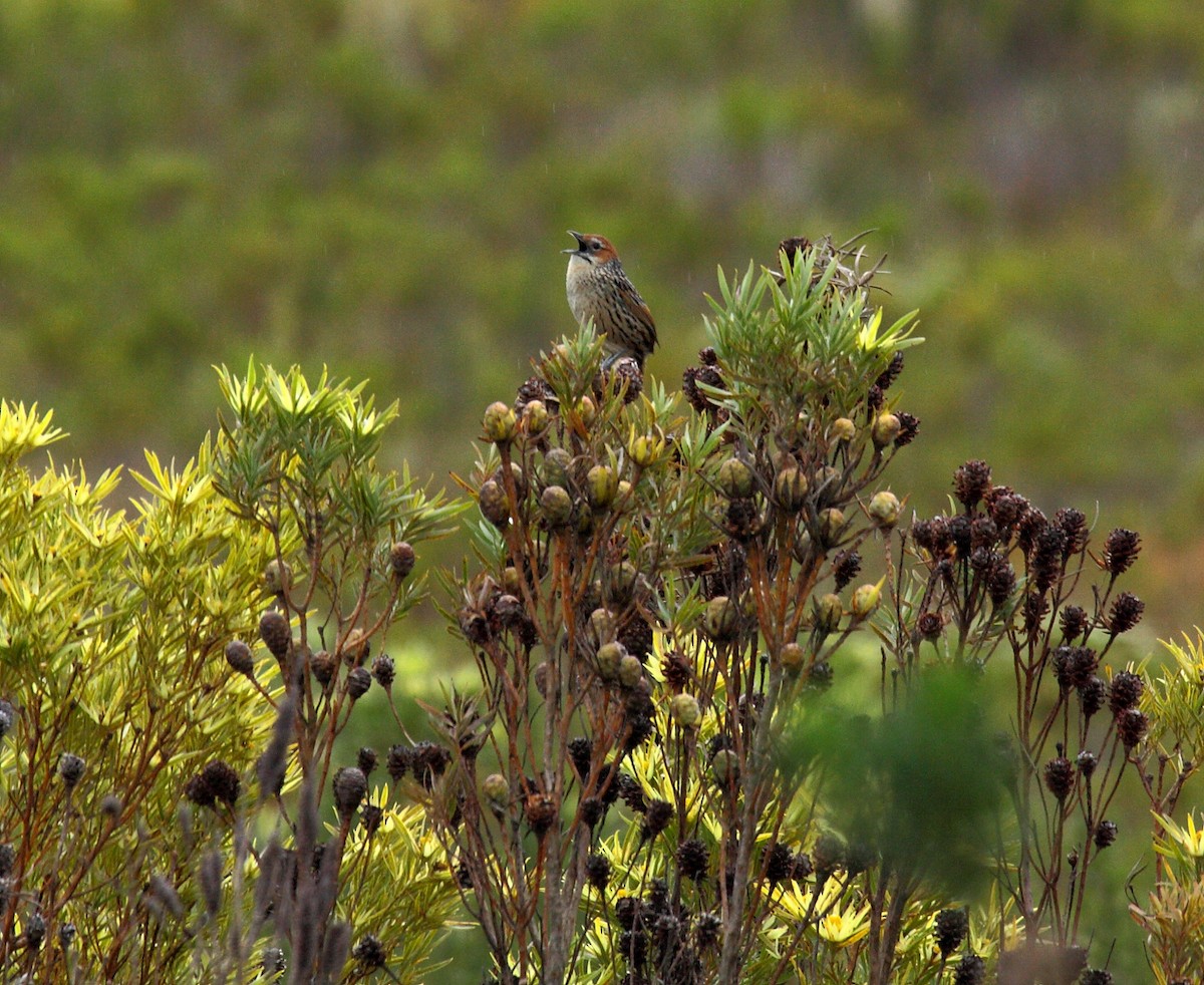 Cape Grassbird - ML647108714