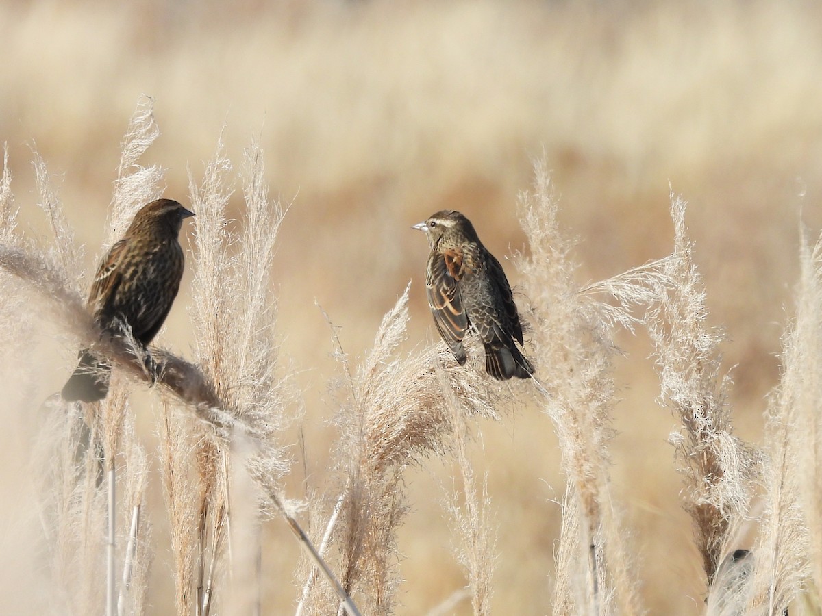 Красноплечий трупиал - ML647108716