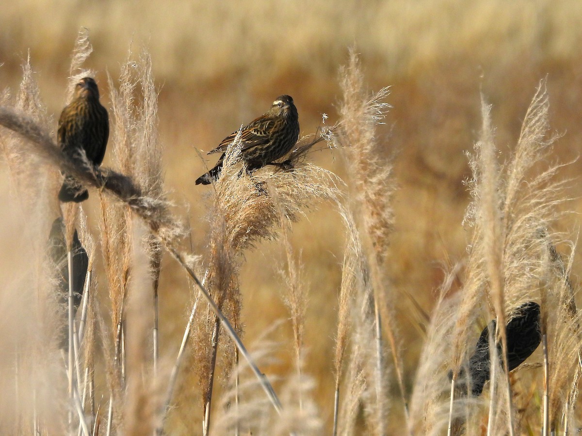 Красноплечий трупиал - ML647108717