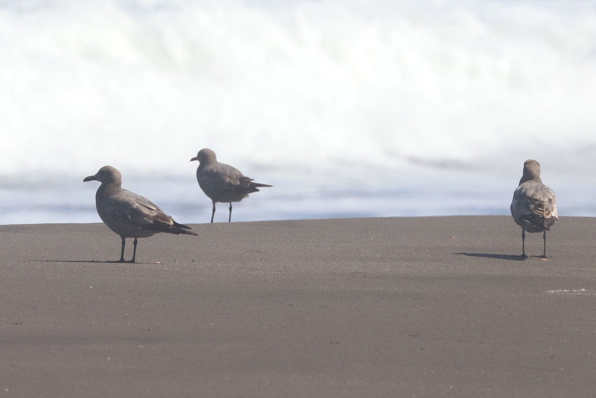 ハイイロカモメ - ML647108718