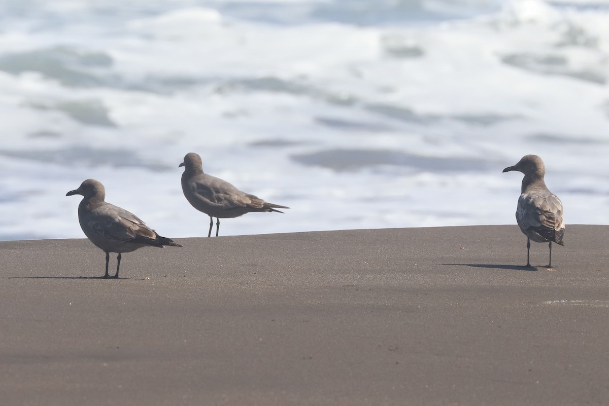 ハイイロカモメ - ML647108719