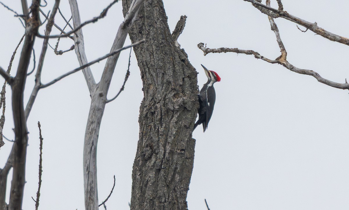 hvitbrynsvartspett - ML647108726