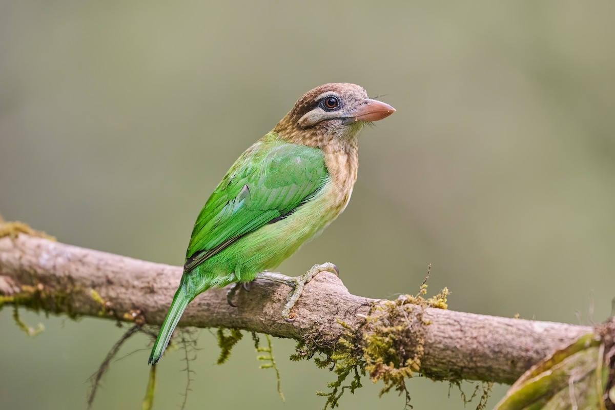 White-cheeked Barbet - ML647108728