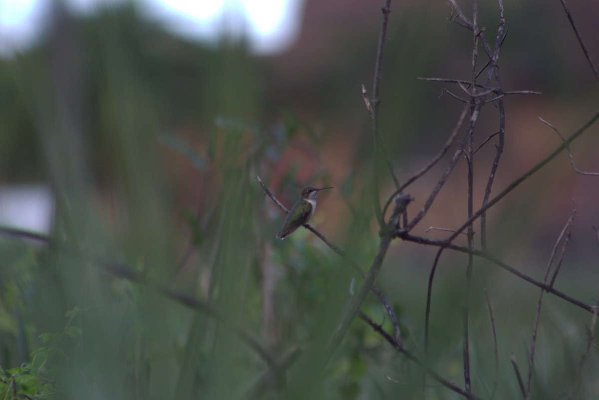 Ruby-throated Hummingbird - ML647108732