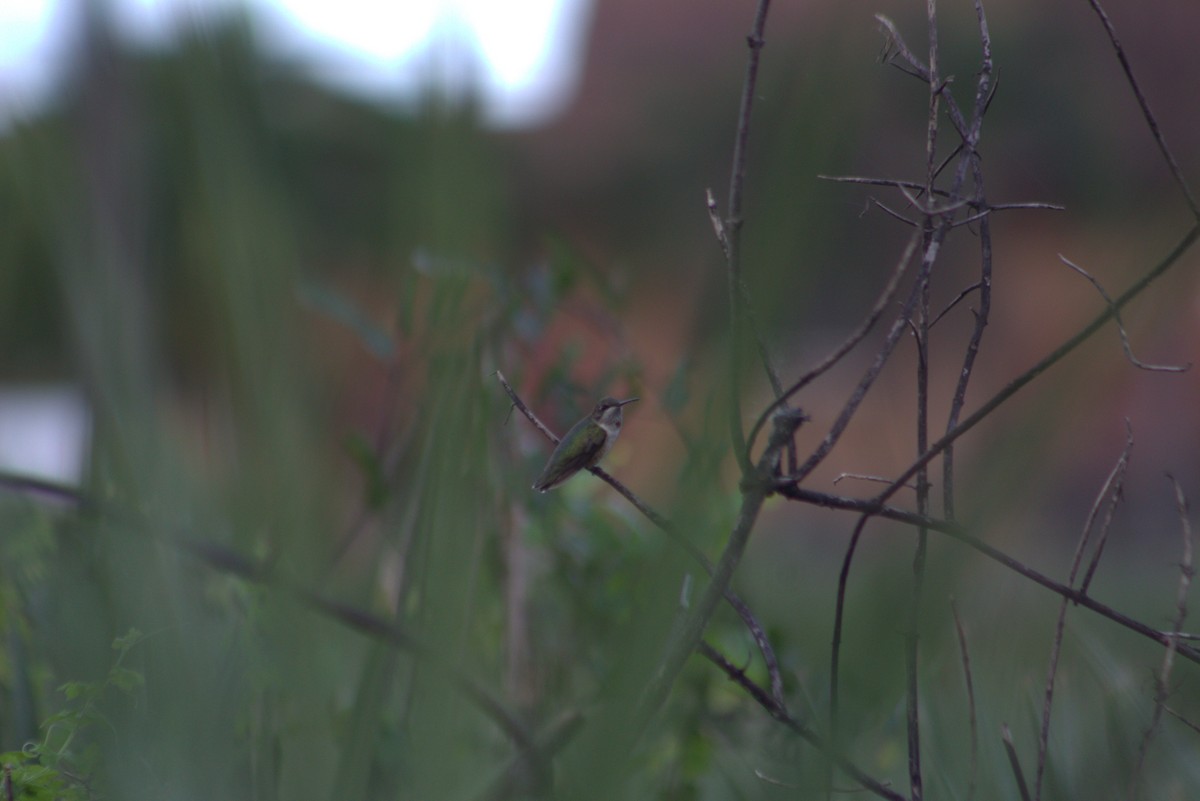 Ruby-throated Hummingbird - ML647108733