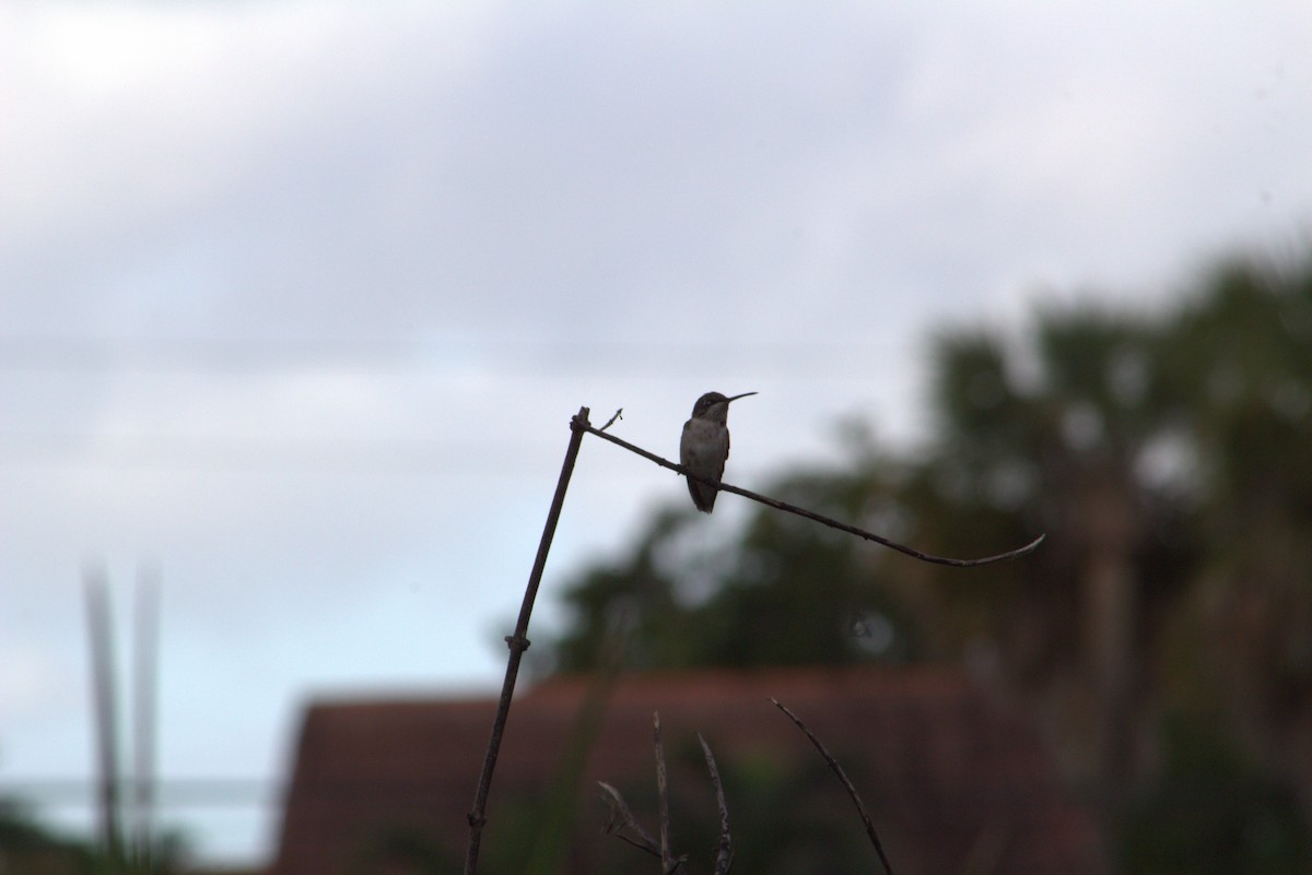 Ruby-throated Hummingbird - ML647108734