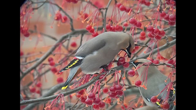 Свиристель - ML647108739