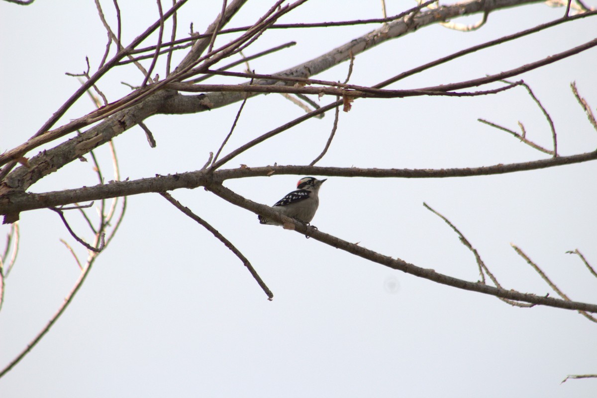 Downy Woodpecker - ML647108744