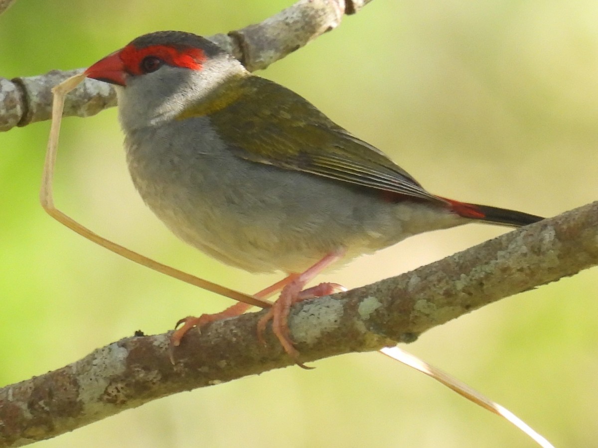 Краснобровая амадина - ML647108751