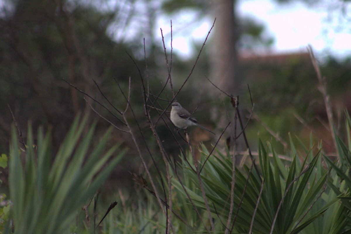 חקיינית צפונית - ML647108753