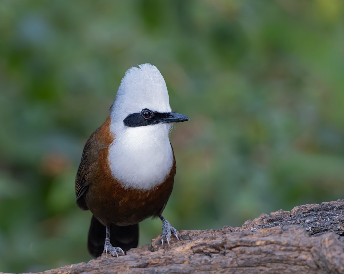White-crested Laughingthrush - ML647108755