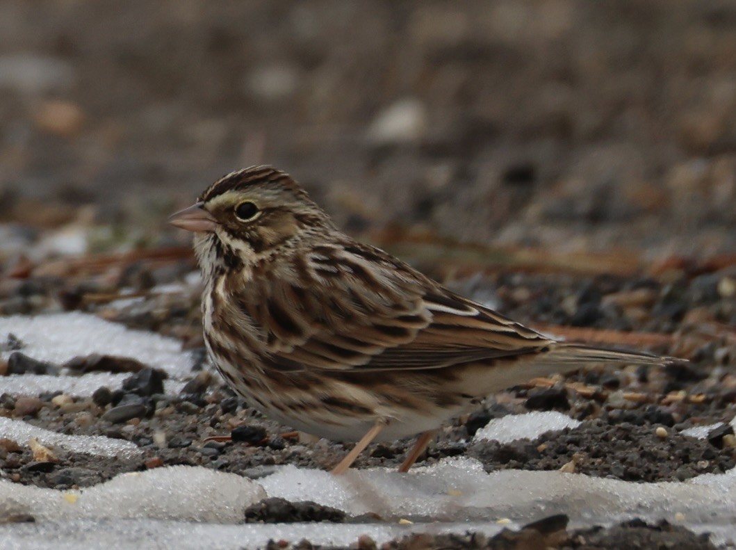 Пасовник савановий - ML647108756