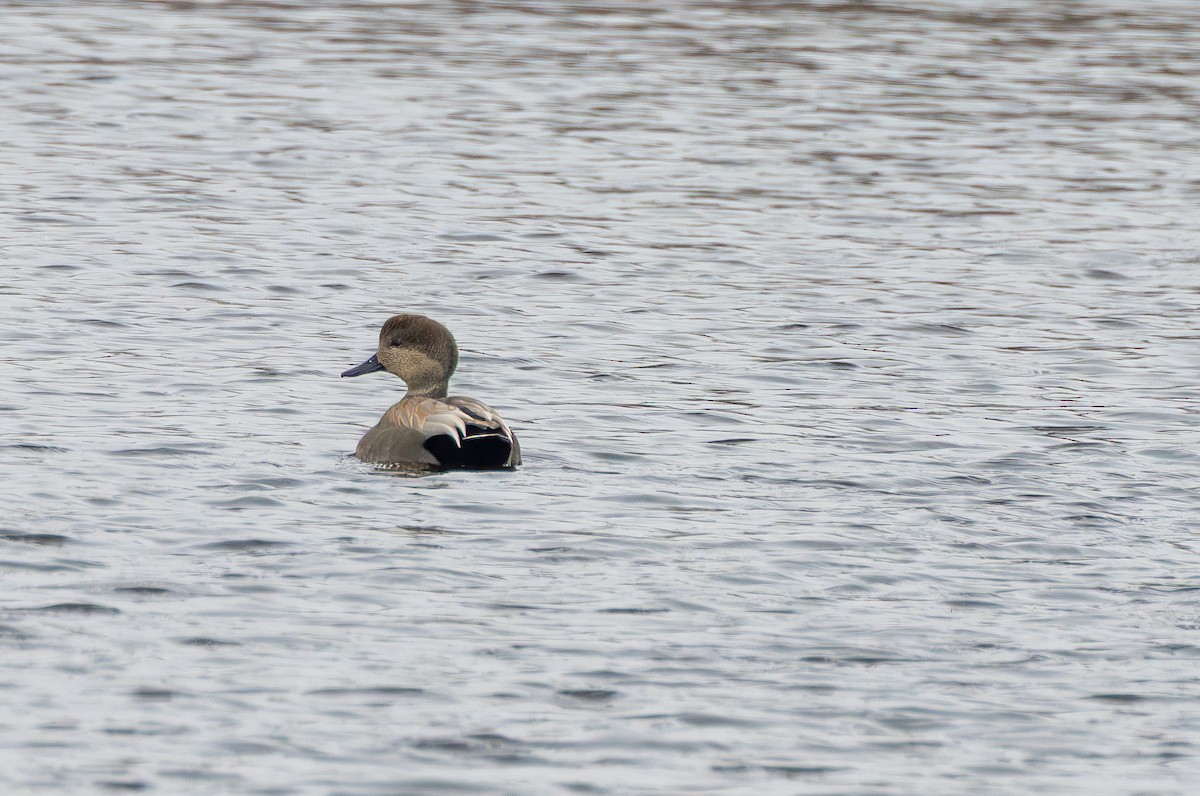 kopřivka obecná - ML647108772