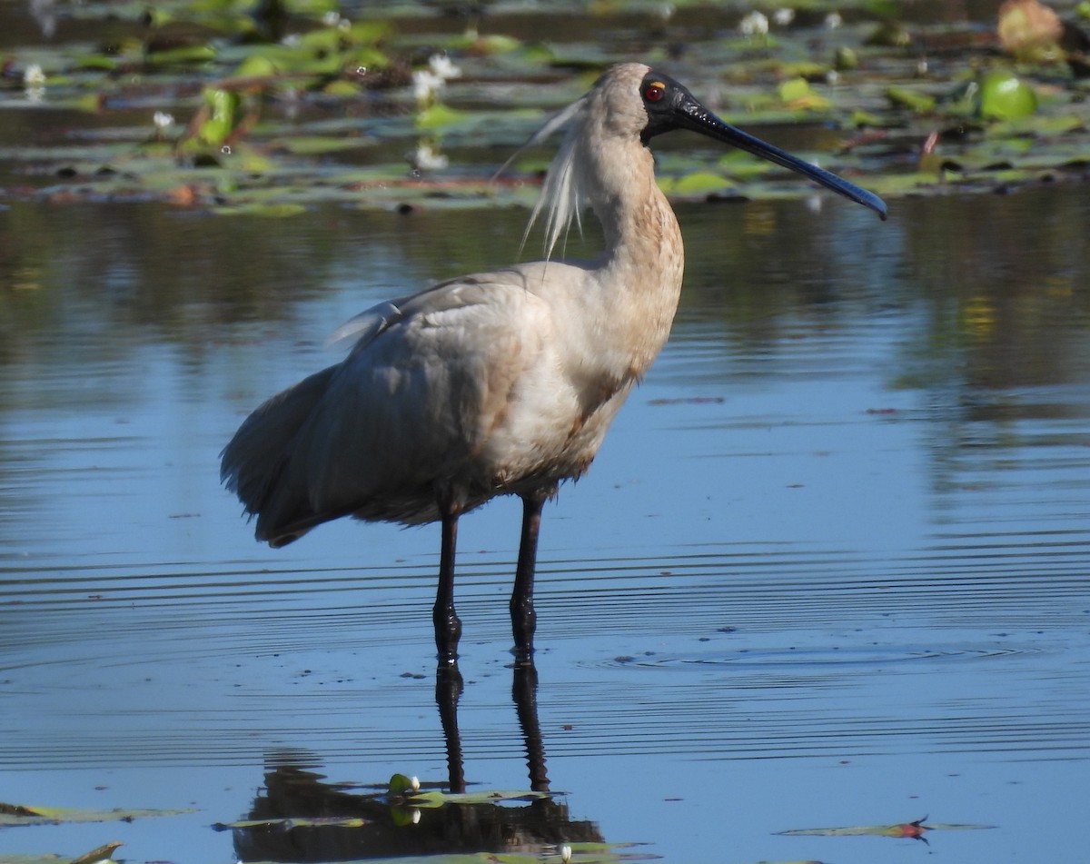 Royal Spoonbill - ML647108773