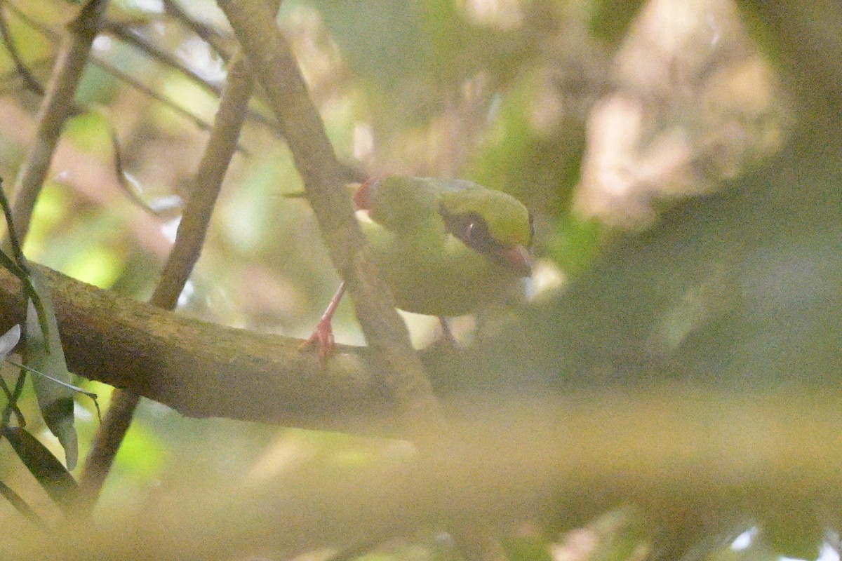 gulbrystskjære - ML647108777