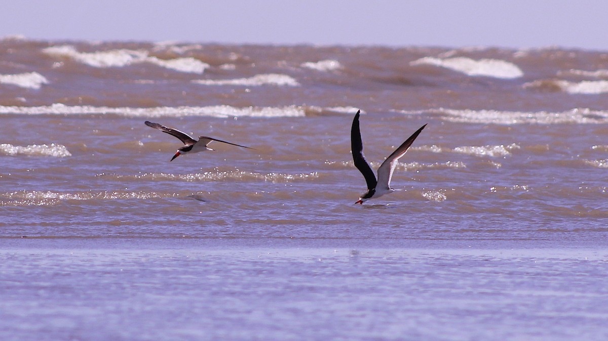 Black Skimmer - ML647108778