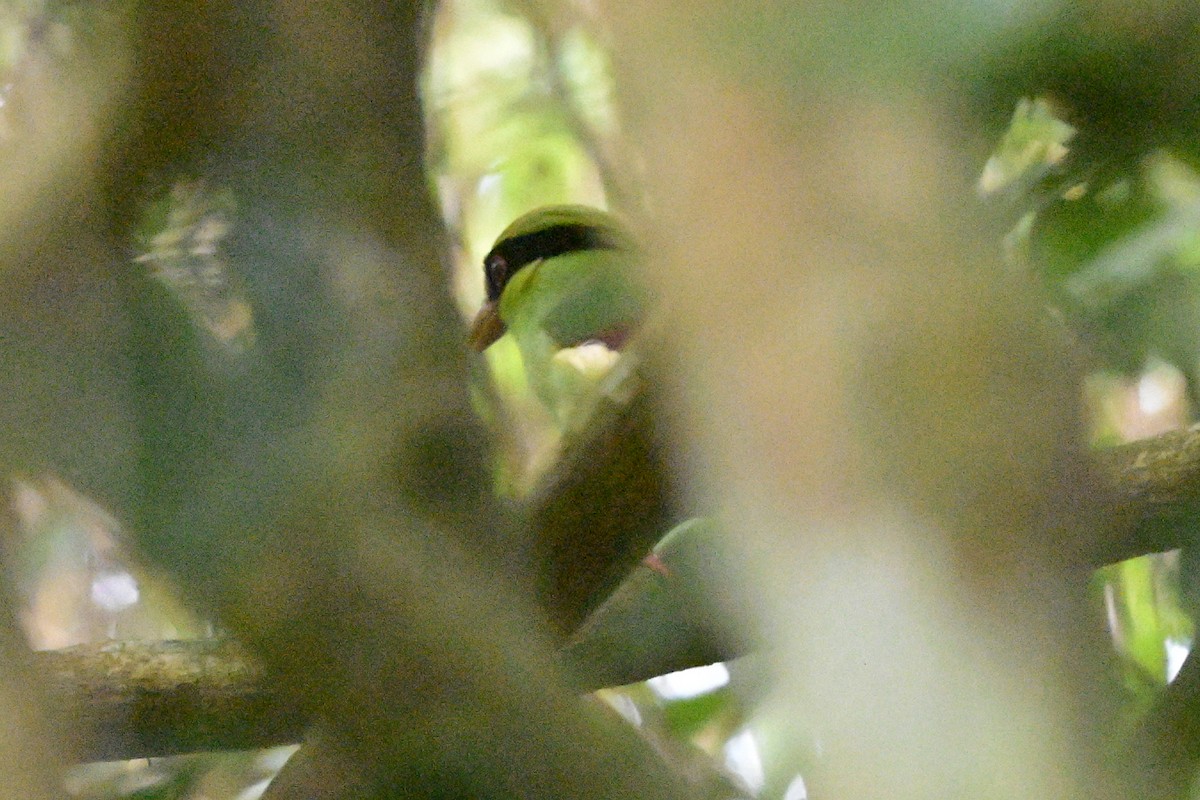 gulbrystskjære - ML647108779