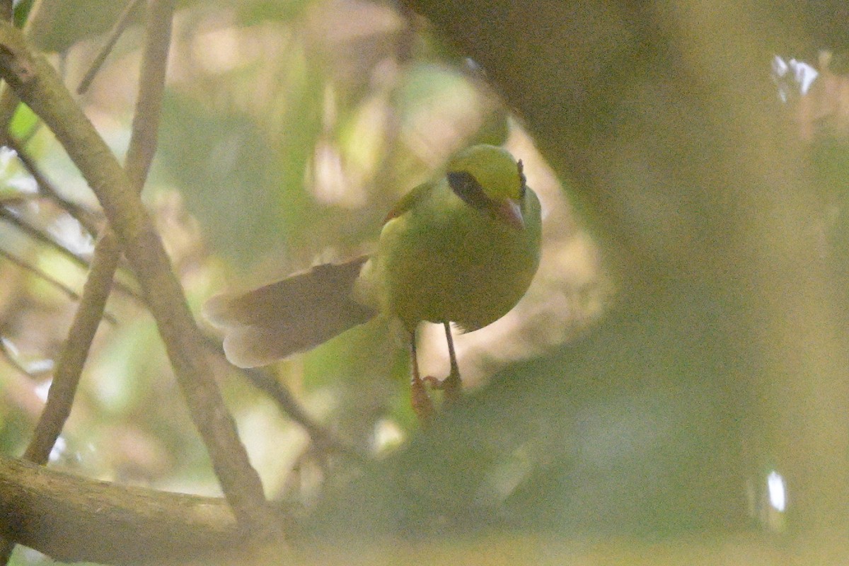 gulbrystskjære - ML647108780