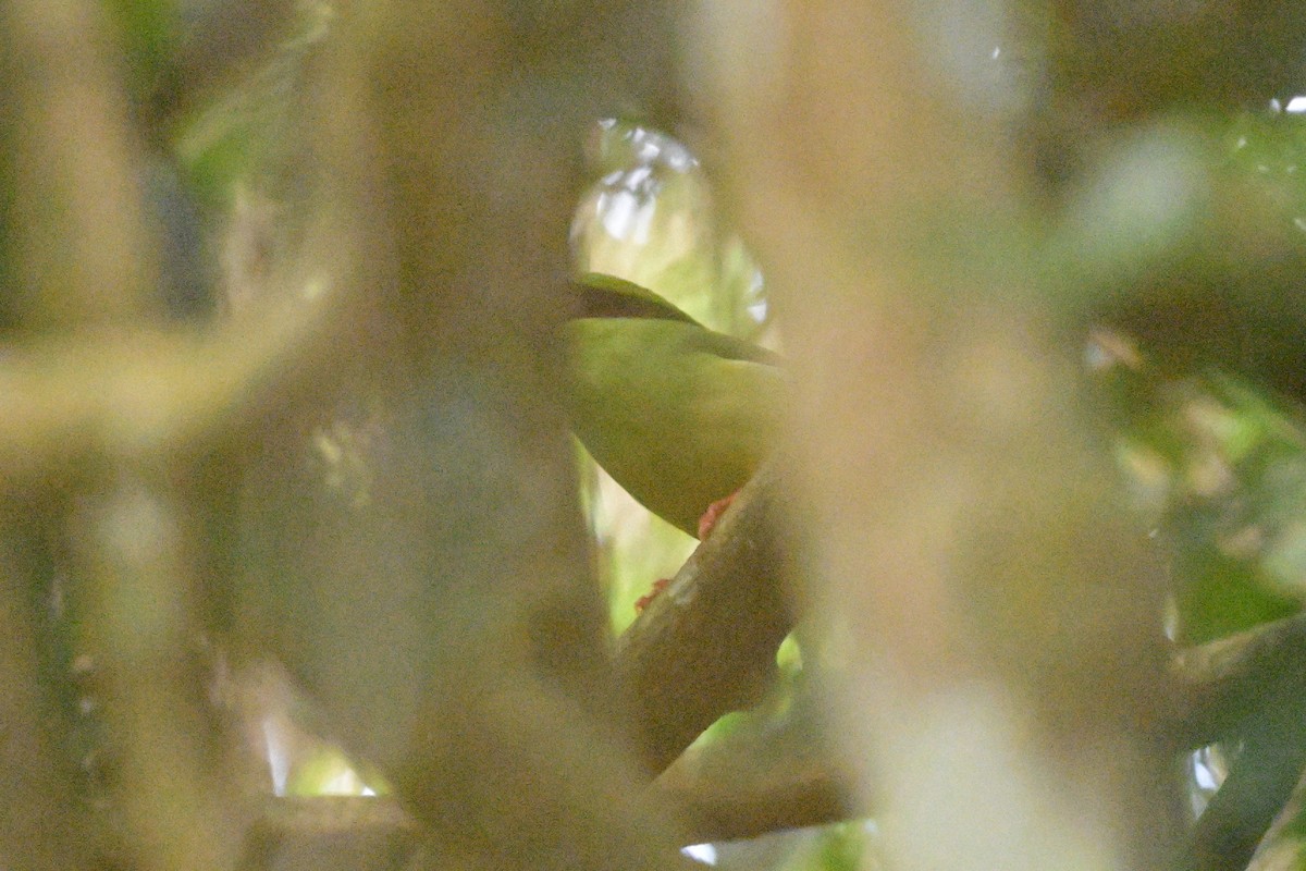 gulbrystskjære - ML647108781