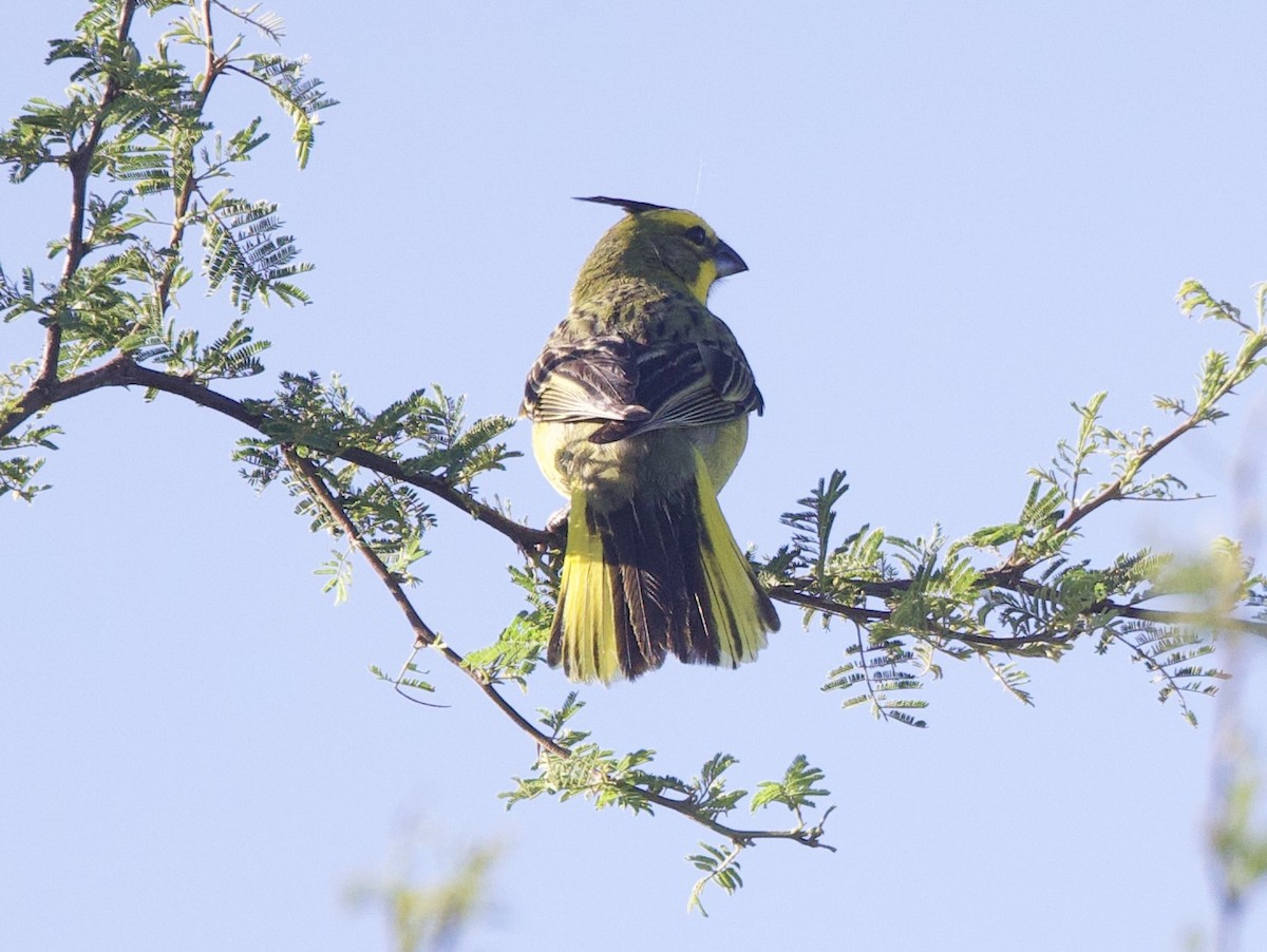Yellow Cardinal - ML647108782