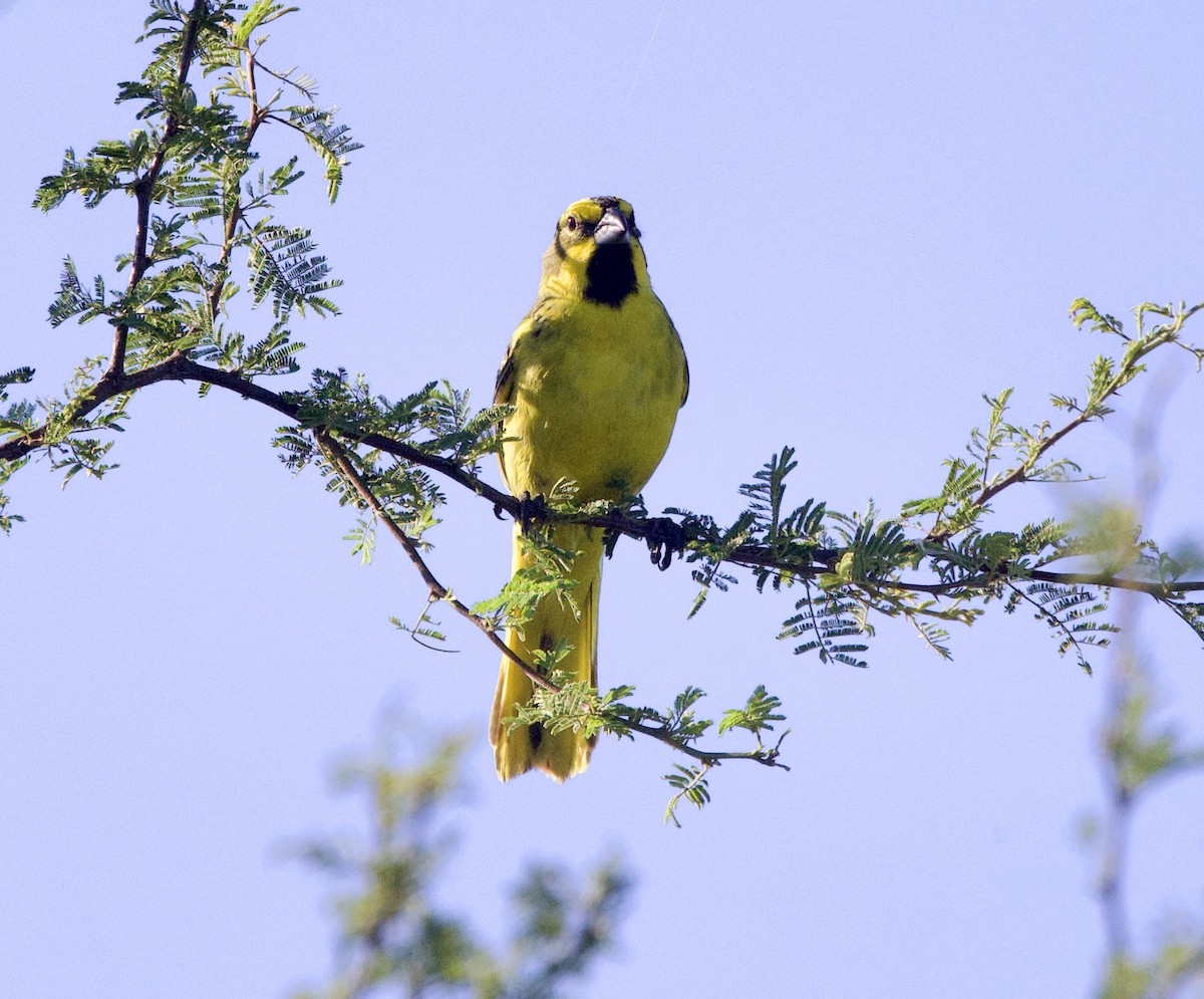 Yellow Cardinal - ML647108789