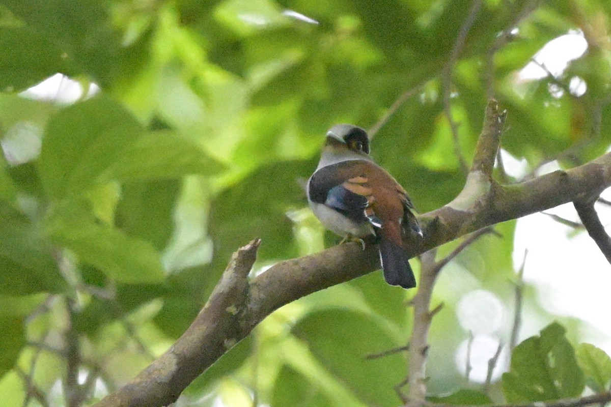 Silver-breasted Broadbill - ML647108790