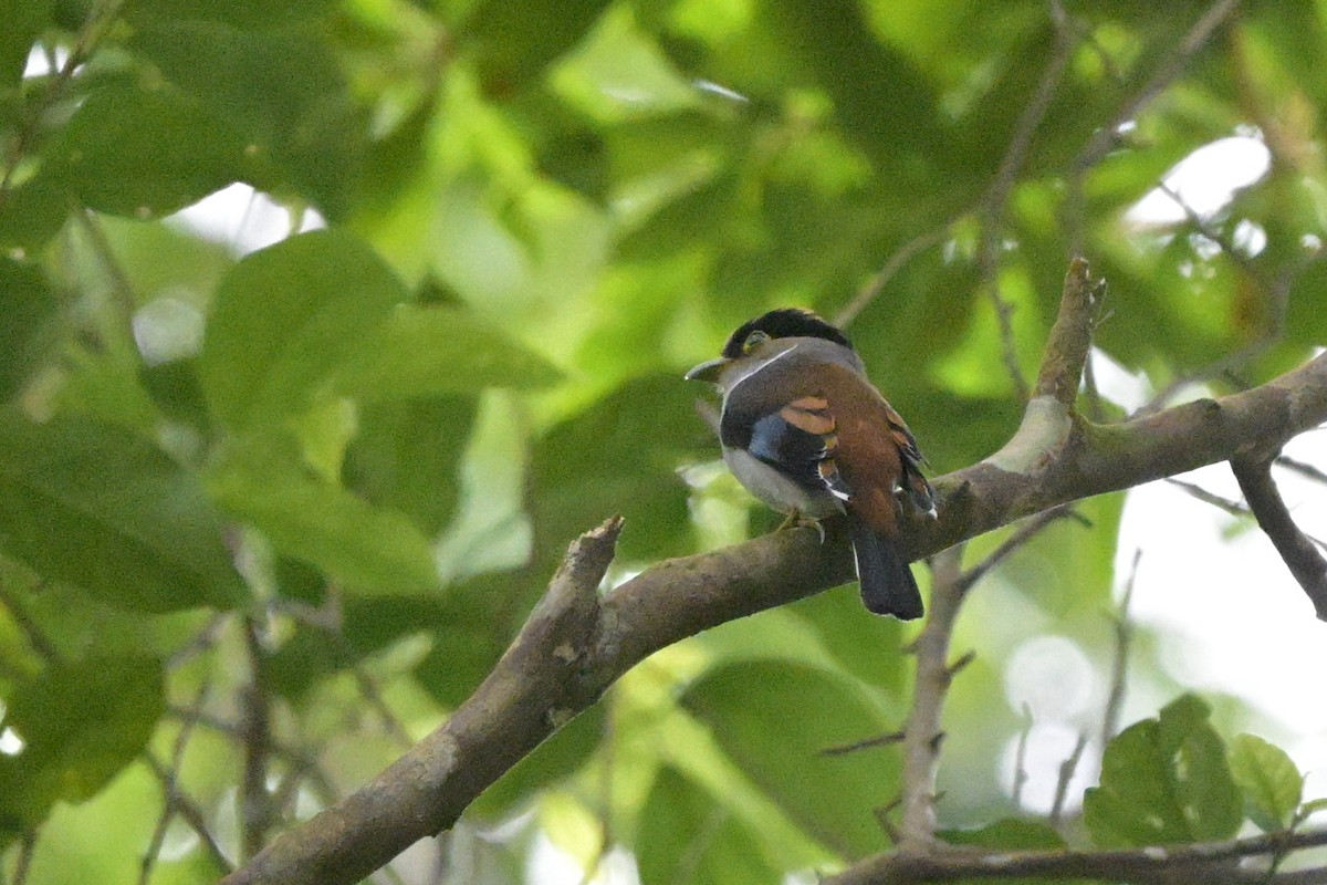 Silver-breasted Broadbill - ML647108791