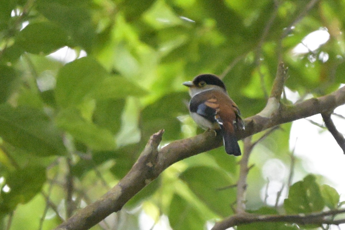 Silver-breasted Broadbill - ML647108792